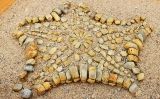 Fotografia de l'esquelet de 580 peces trobat pel biòleg Josep Castelltort i els paleontòlegs Josep Llansana, Jordi Martinell i Rosa Domènech Fotografia de l'esquelet de 580 peces trobat pel biòleg Josep Castelltort i els paleontòlegs Josep Llansana, Jordi Martinell i Rosa Domènech