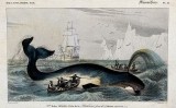 Caça amb arpons d'una balena a l'Àrtic Caça amb arpons d'una balena a l'Àrtic